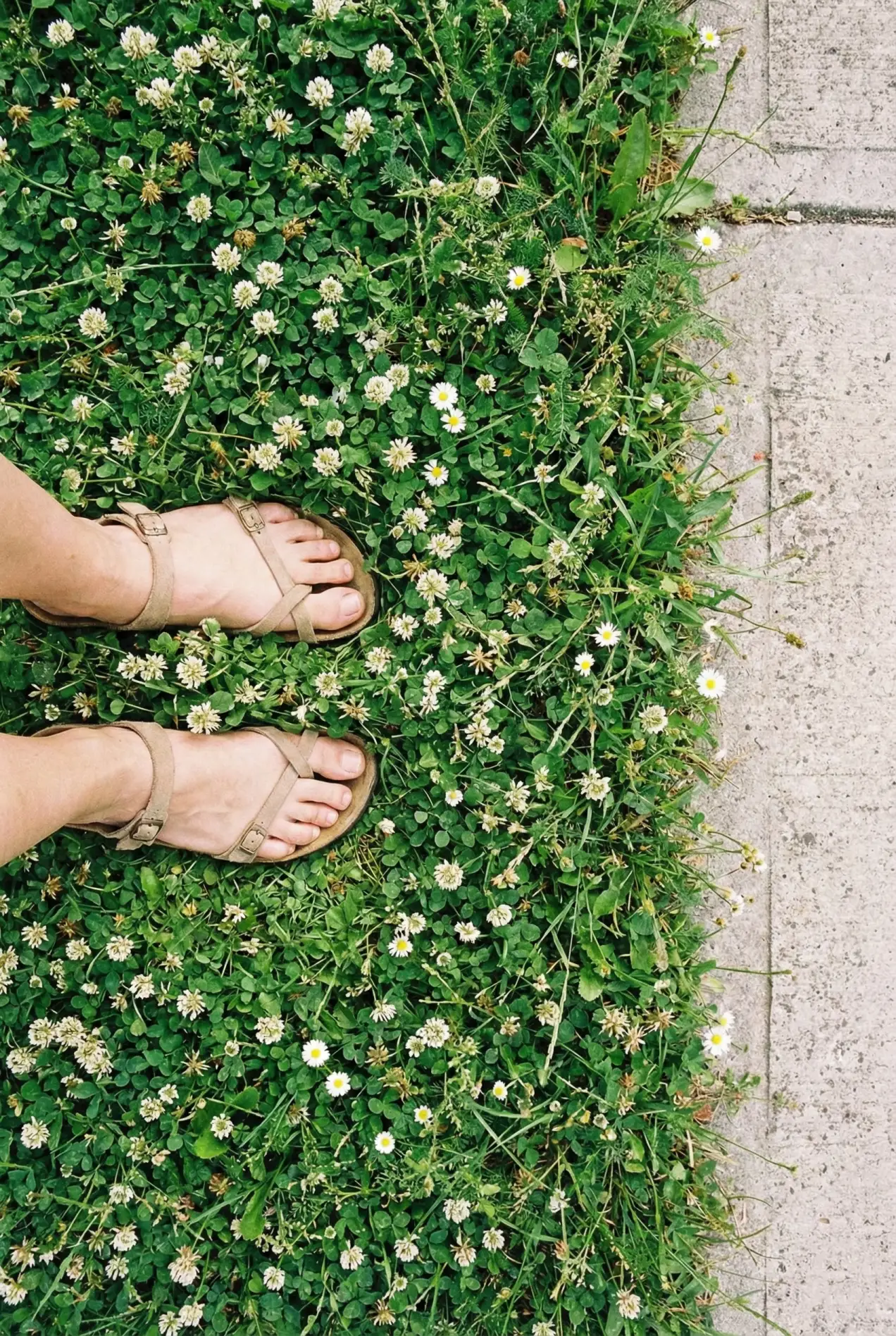 Tired of mowing? Discover how meadow planting and ornamental grasses can save you time and make your yard look expensive. #lowmaintenancerarden #nograss